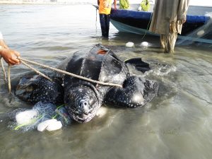 <p>巴基斯坦沿海的瓜达尔，一只被渔具所困的棱皮龟在世界自然基金会巴基斯坦分会的监督下被放生。该物种在全球范围内面临灭绝的风险。图片来源：WWF-Pakistan</p>