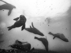 Black and white underwater photo of Seals swimming at Isla de Lobos, one of the areas being considered for protection by the Uruguayan government