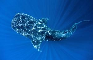 <p>The new treaty enables the creation of marine protected areas on the high seas, which could protect migratory species such as the whale shark (Image © Paul Hilton / Greenpeace)</p>