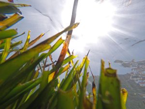 underwater view of seagrass, looking up at a bright sun overhead