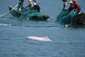 <p>Chinese white dolphins live near the shore and are vulnerable to human activities (Image: Zheng Ruiqiang)</p>