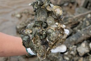 close up of a clump of oysters in a gloved hand