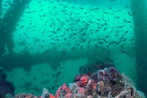 <p>Barnacles, sponges, pearl shells and anemones grow on MX-1, an abandoned oil rig a few kilometres off Los Órganos, northern Peru (Image: Yuri Hooker)</p>