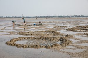 <p>Mounds of mud left over after “ploughing” on a foreshore in south China’s Hainan. This harmful practice involves digging up an entire beach or mudflat in search of marine animals. (Image: Chen Mingzhi / China Blue)</p>