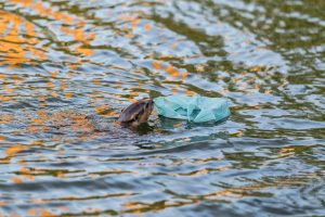 Smooth-coated otter in water near floating plastic bag