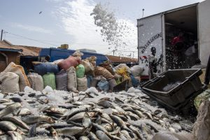 <p>Workers throw ice on fresh catch at the Tanji fish landing site, the Gambia (Image: Regina Lam)</p> <h4 class="article-block__title"></h4>