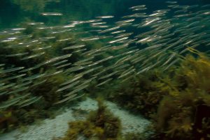 a shoal of silver fish underwater