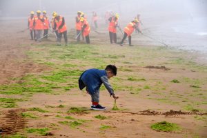 child picking up seaweed. with workers in background wearing reflective vest clearing seaweed on beach
