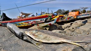 fish laid on stone with colourful boats in background