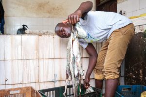 <p>在肯尼亚东南部沿海小镇希莫尼（Shimoni）的港口鱼市，一名商贩提起一只章鱼准备称重。由于过度捕捞导致野生渔获量减少，该国正在寻求发展水产养殖业。图片来源：贾斯丁·万扎拉 / 中外对话海洋</p>